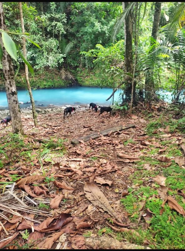 Rio Celeste, Alajuela